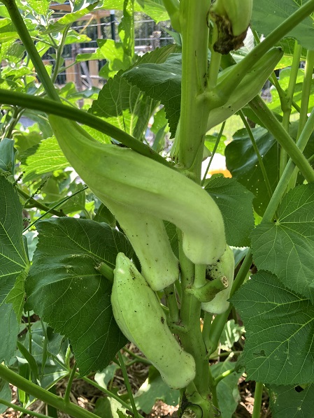 white okra m a.jpeg